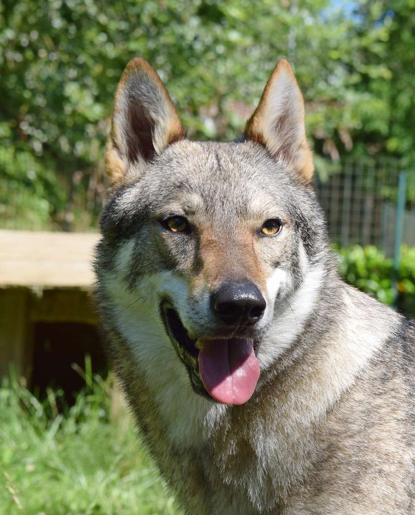 Bambina Ed Il Suo Cane Del Lupo Del Bambino Fotografia Stock - Immagine di  sorridere, cane: 9735740